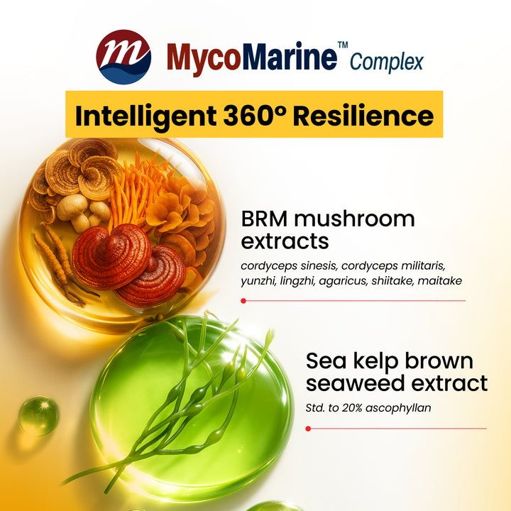 LABO Nutrition PROVANCE - 7 Mushroom &amp; Sea Kelp Extracts - Immune Metabolic Weight Gum Oral Energy GLP-1 Health • 90s - Lifestream Group US