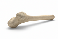 Model of a long bone on a white background