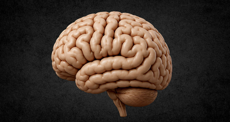 Normal brain