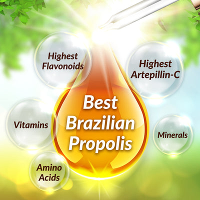AFC Japan Brazilian Green Propolis Extract – Highest Artepilin C (>2.8%) & Flavonoids (>17mg/ml), Premium Quality, for Immune Booster, Tincture - Lifestream Group US